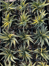 Load image into Gallery viewer, Haworthia limifolia variegata - April Farm/Rare Succulents