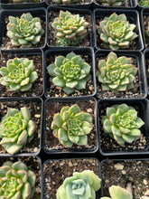 Load image into Gallery viewer, Echeveria Tesla - April Farm/Rare Succulents
