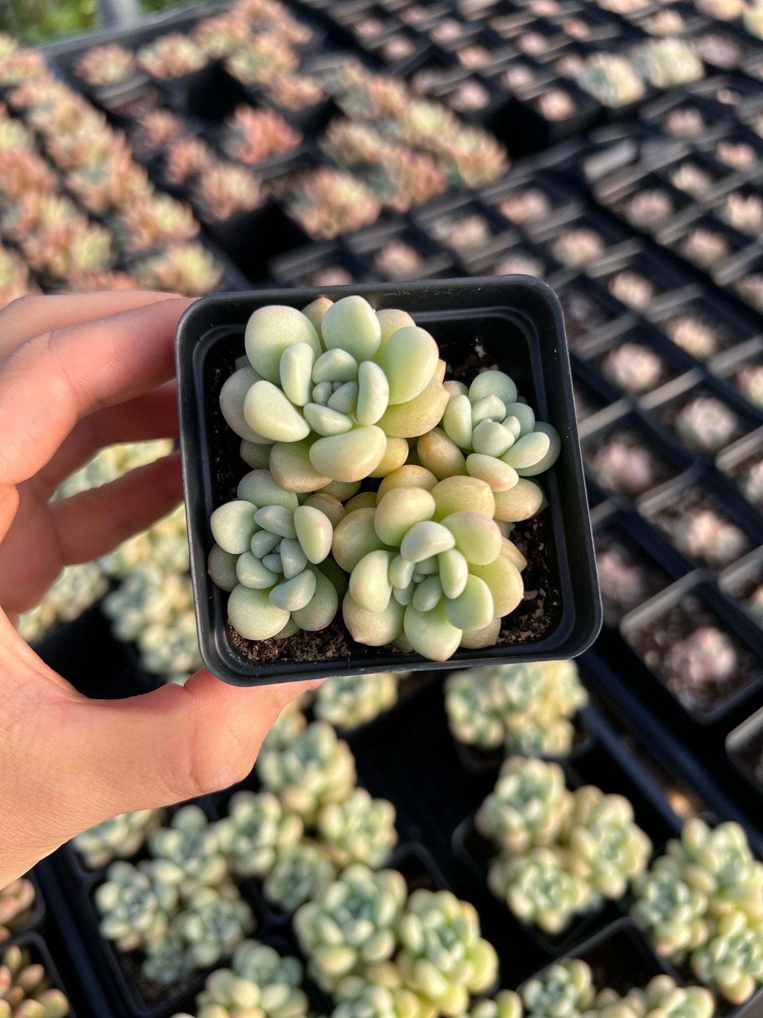 succulent candy Graptosedum bubble candy