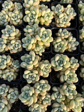 Load image into Gallery viewer, Graptosedum bubble candy - April Farm/Rare Succulents
