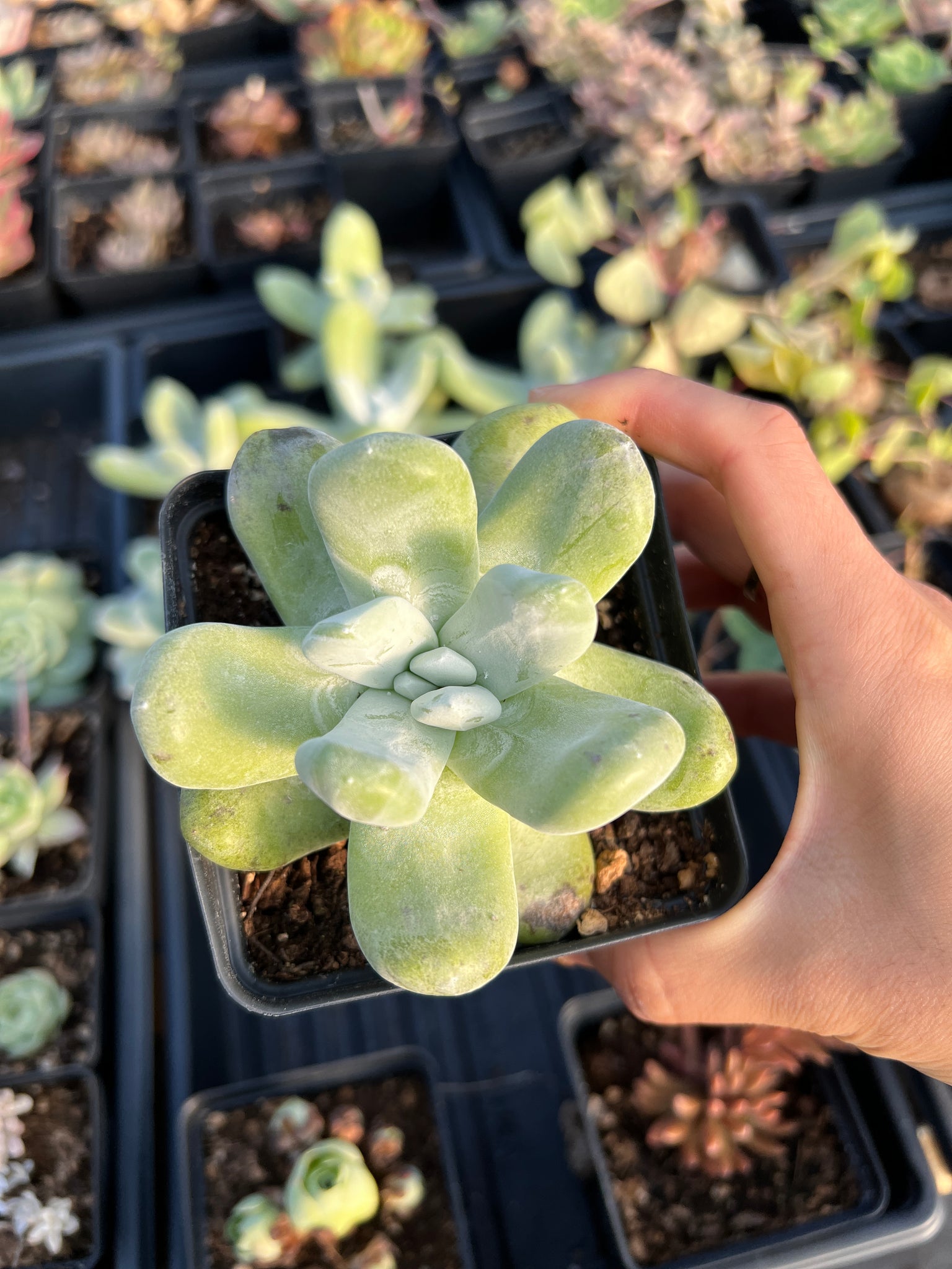 dudleya succulent rare Dudleya pachyphytum