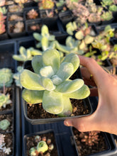 Load image into Gallery viewer, Dudleya pachyphytum - April Farm/Rare Succulents