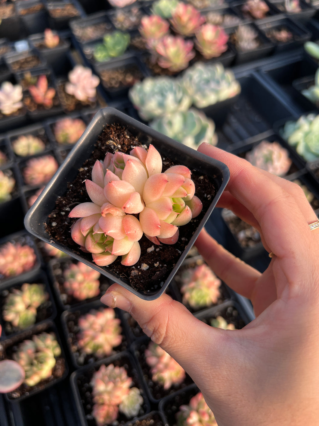 rose succulent plants for sale Echeveria Pink Quartz