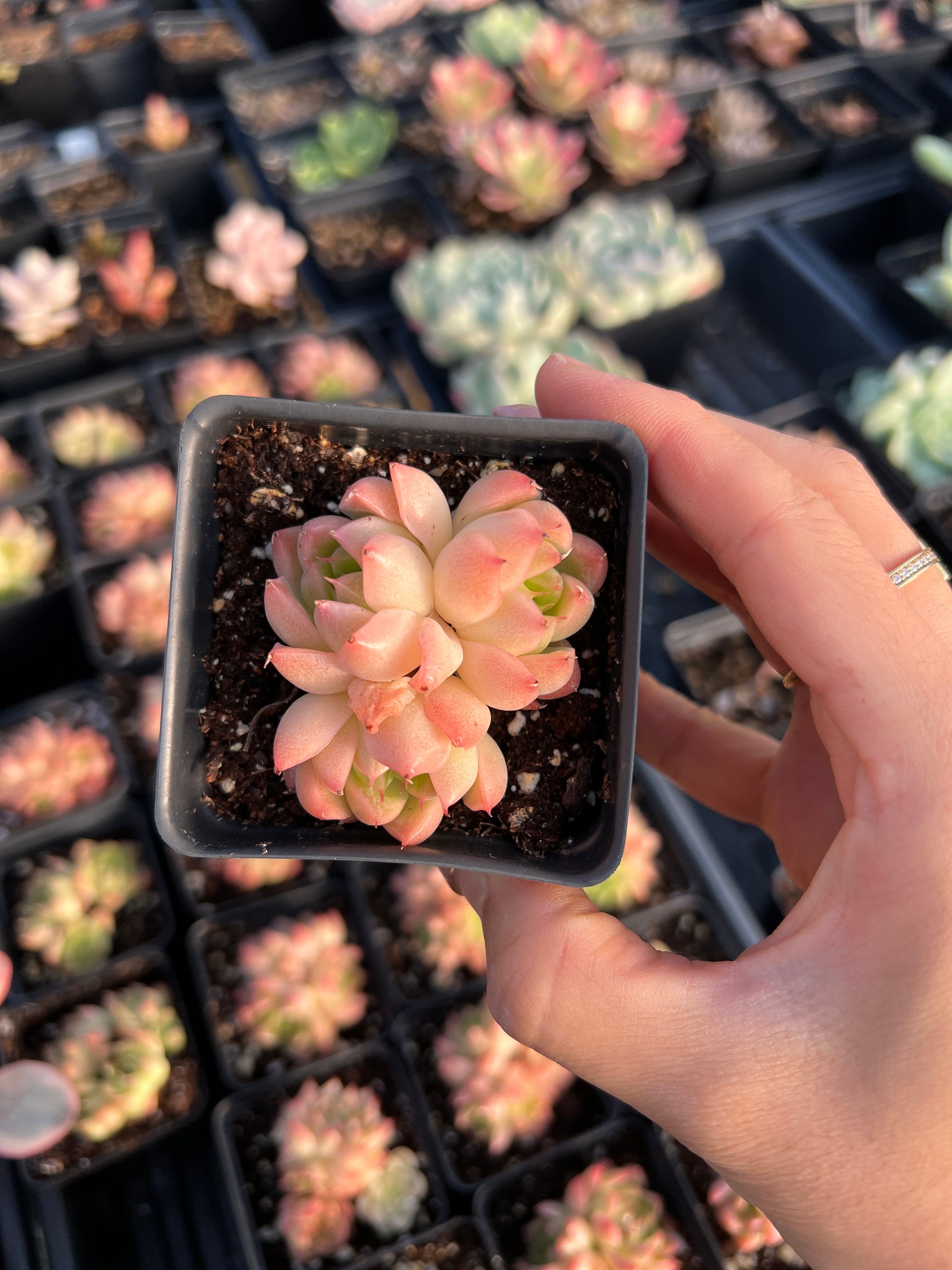 rose quartz succulent Echeveria Pink Quartz