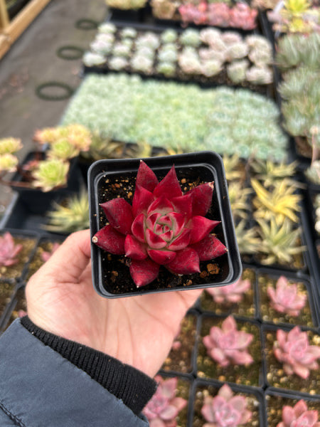 Echeveria Agavoides Cayenne