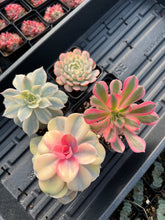 Load image into Gallery viewer, Variegated Rainbow Combo - April Farm/Rare Succulents