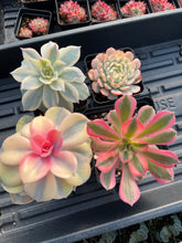 Load image into Gallery viewer, Variegated Rainbow Combo - April Farm/Rare Succulents