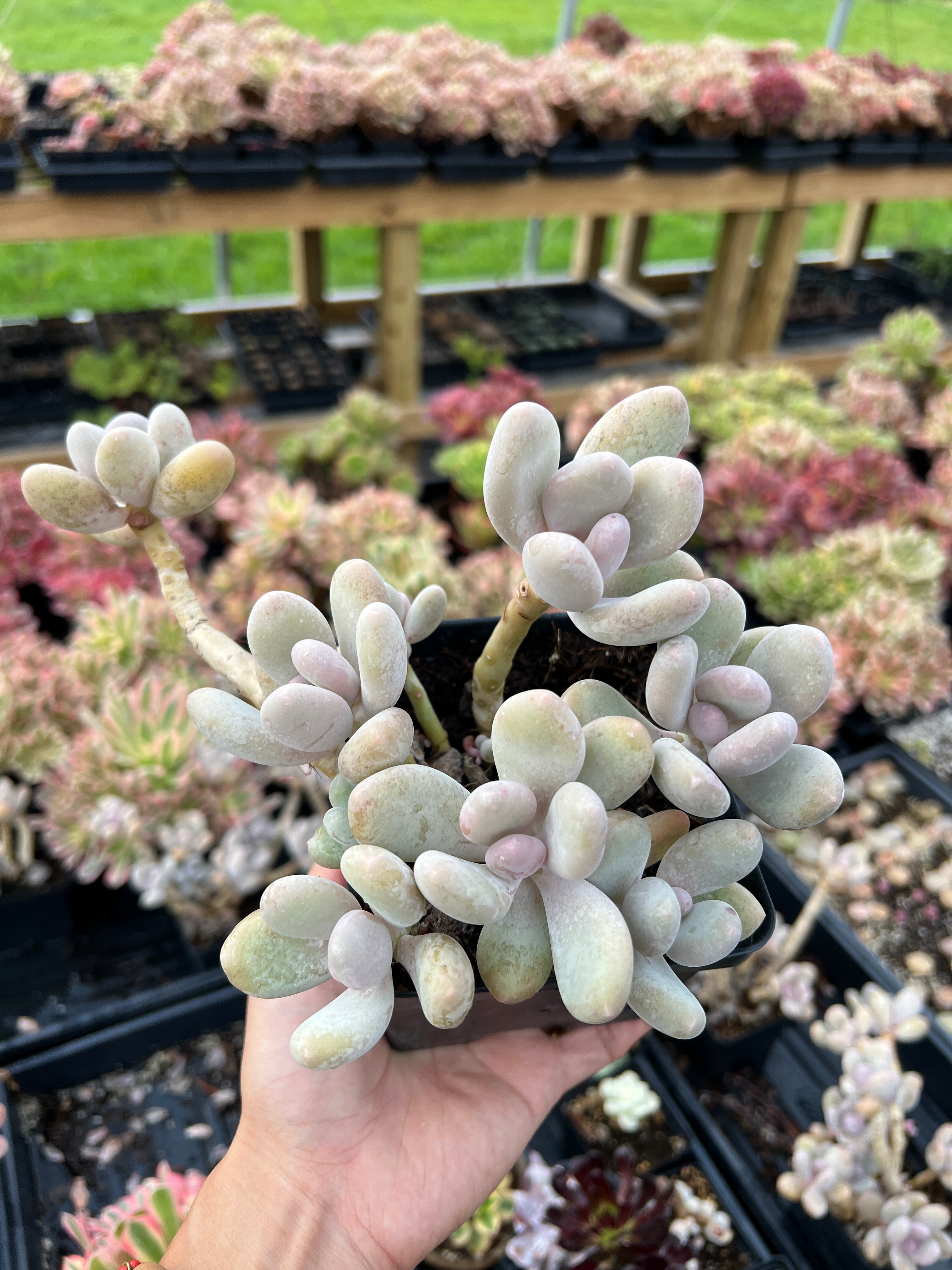Pachyphytum Cheese large cluster - April Farm/Rare Succulents