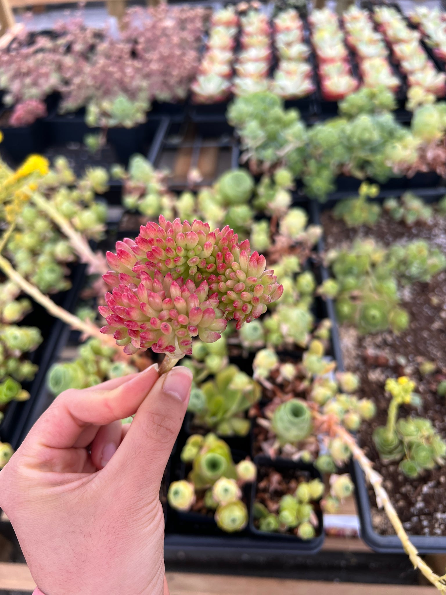 succulent that smells like lemon Sedum Lemon Finger Cristata