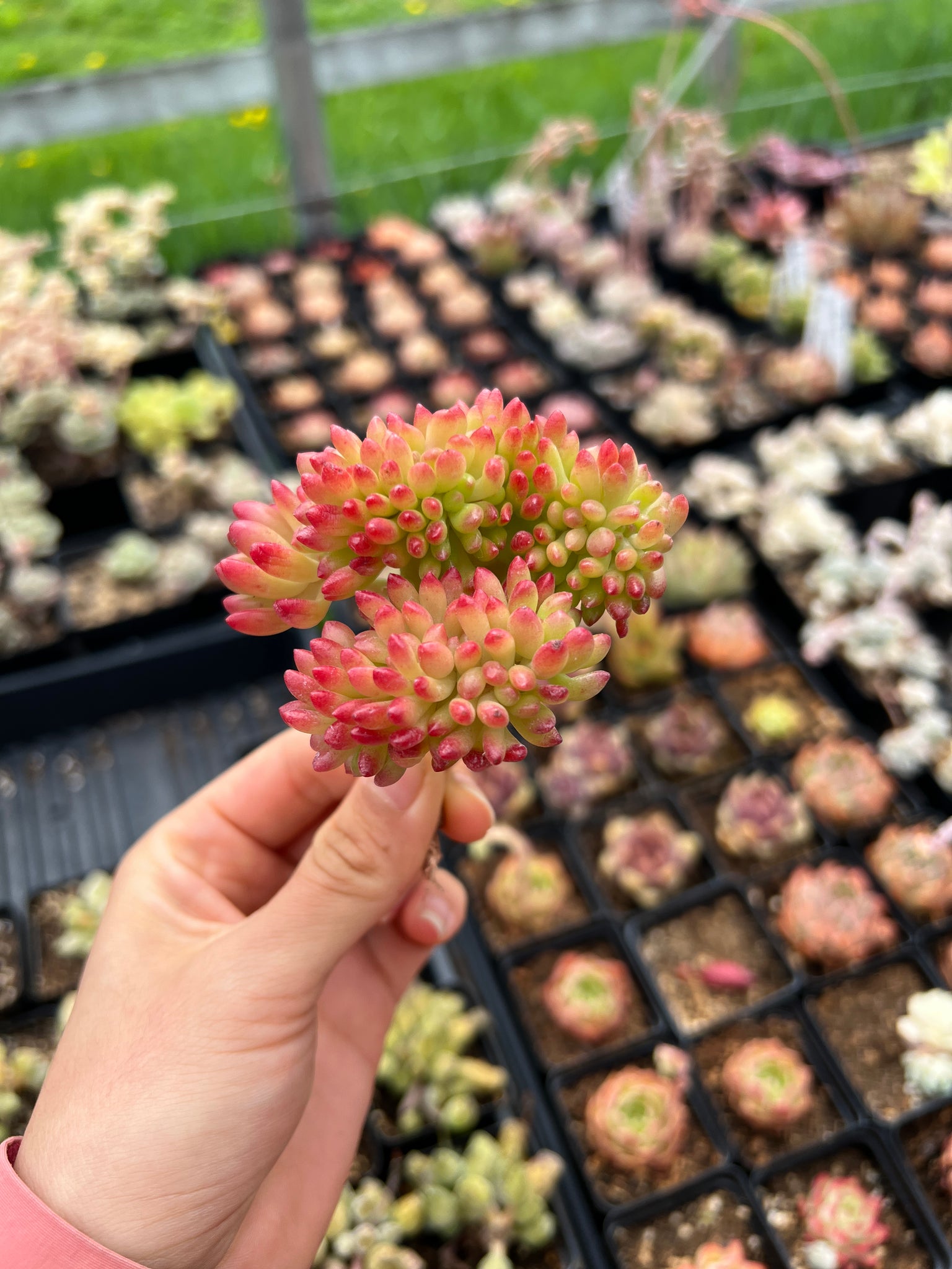 succulent that smells like lemon Sedum Lemon Finger Cristata