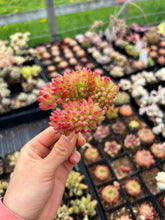 Load image into Gallery viewer, Sedum Lemon Finger Cristata - April Farm/Rare Succulents
