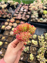 Load image into Gallery viewer, Sedum Lemon Finger Cristata - April Farm/Rare Succulents
