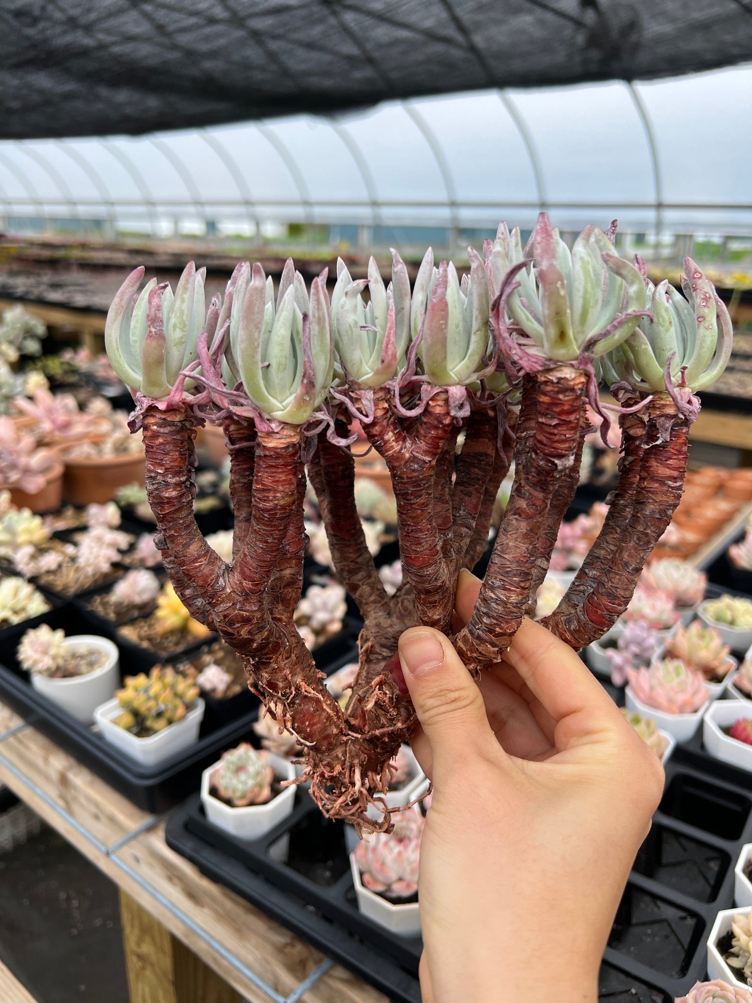 dudleya succulent rare Dudleya edulis Cluster