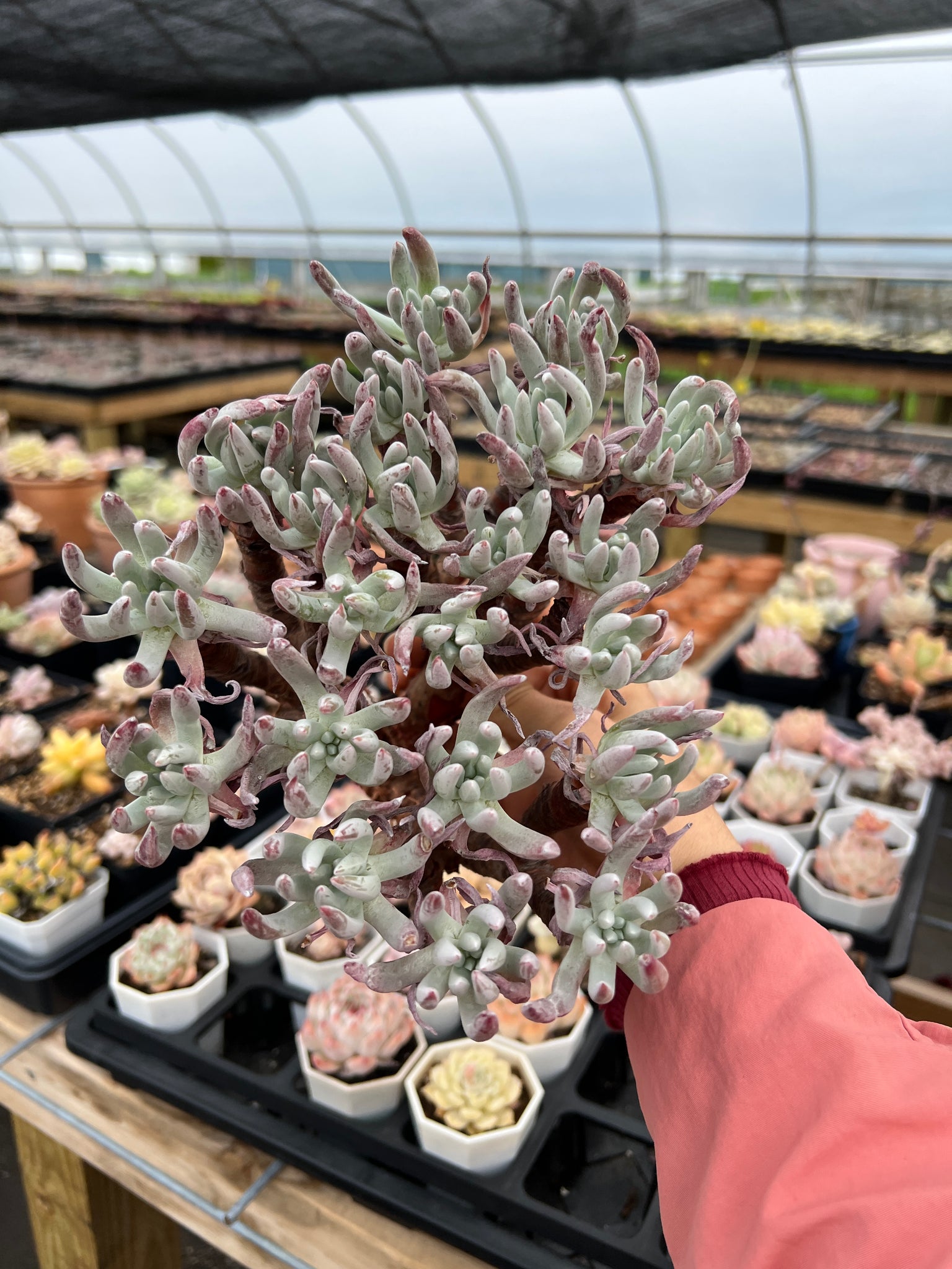 dudleya succulent rare Dudleya edulis Cluster