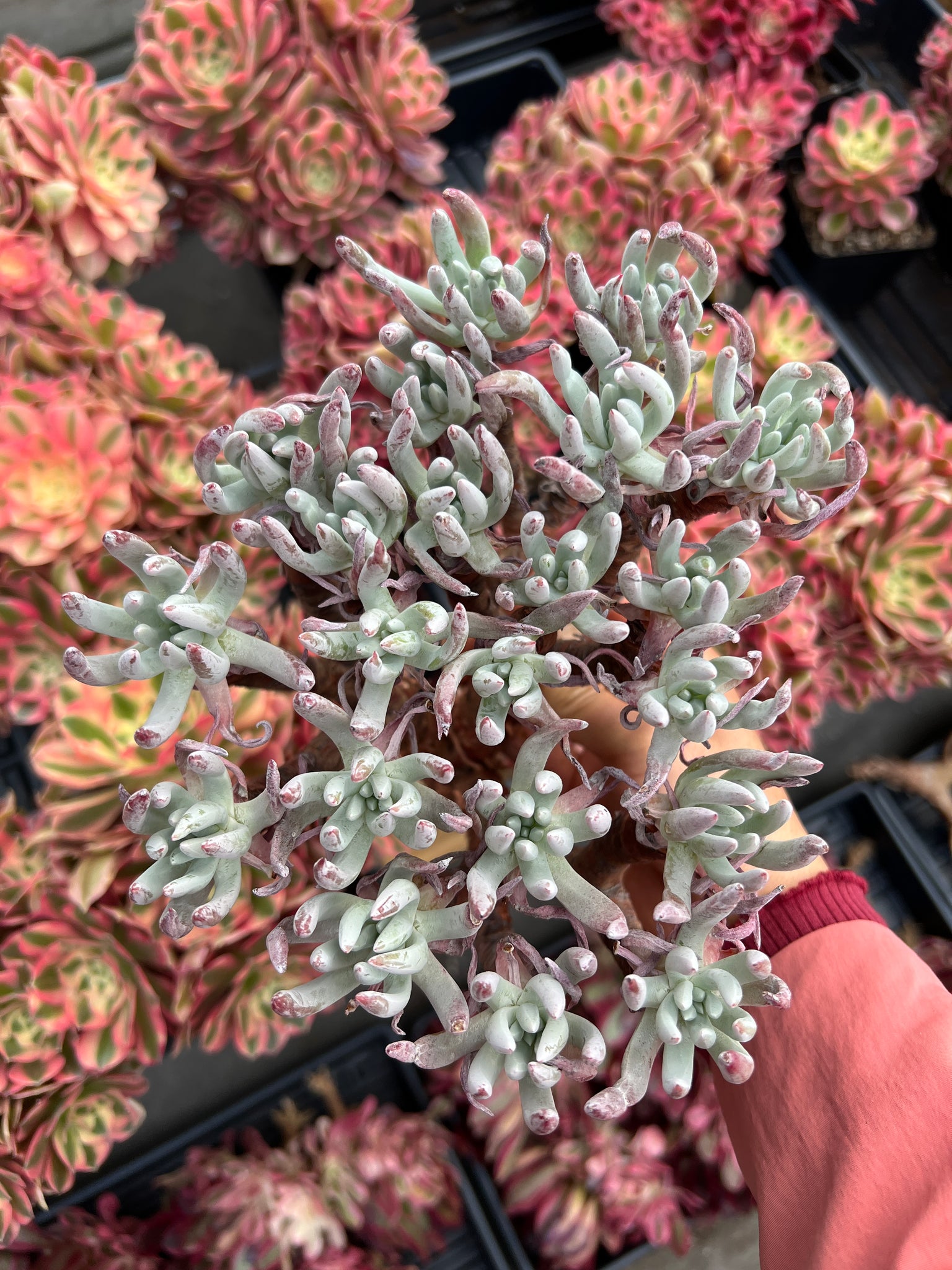 dudleya succulent rare Dudleya edulis Cluster