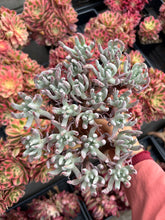 Load image into Gallery viewer, Dudleya edulis Large Cluster - April Farm/Rare Succulents