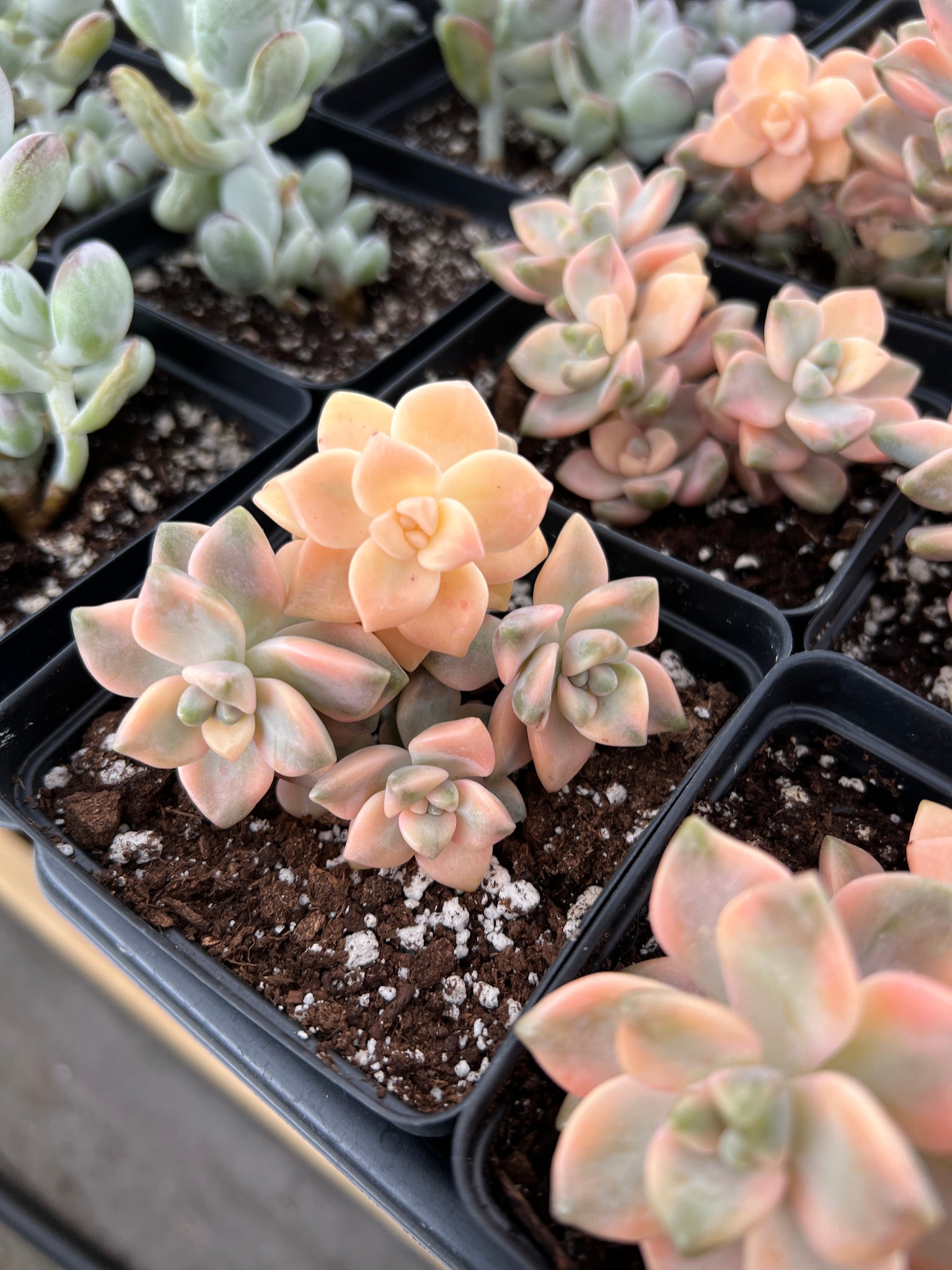 variegated titubans succulent Graptopetalum Variegated Tituban