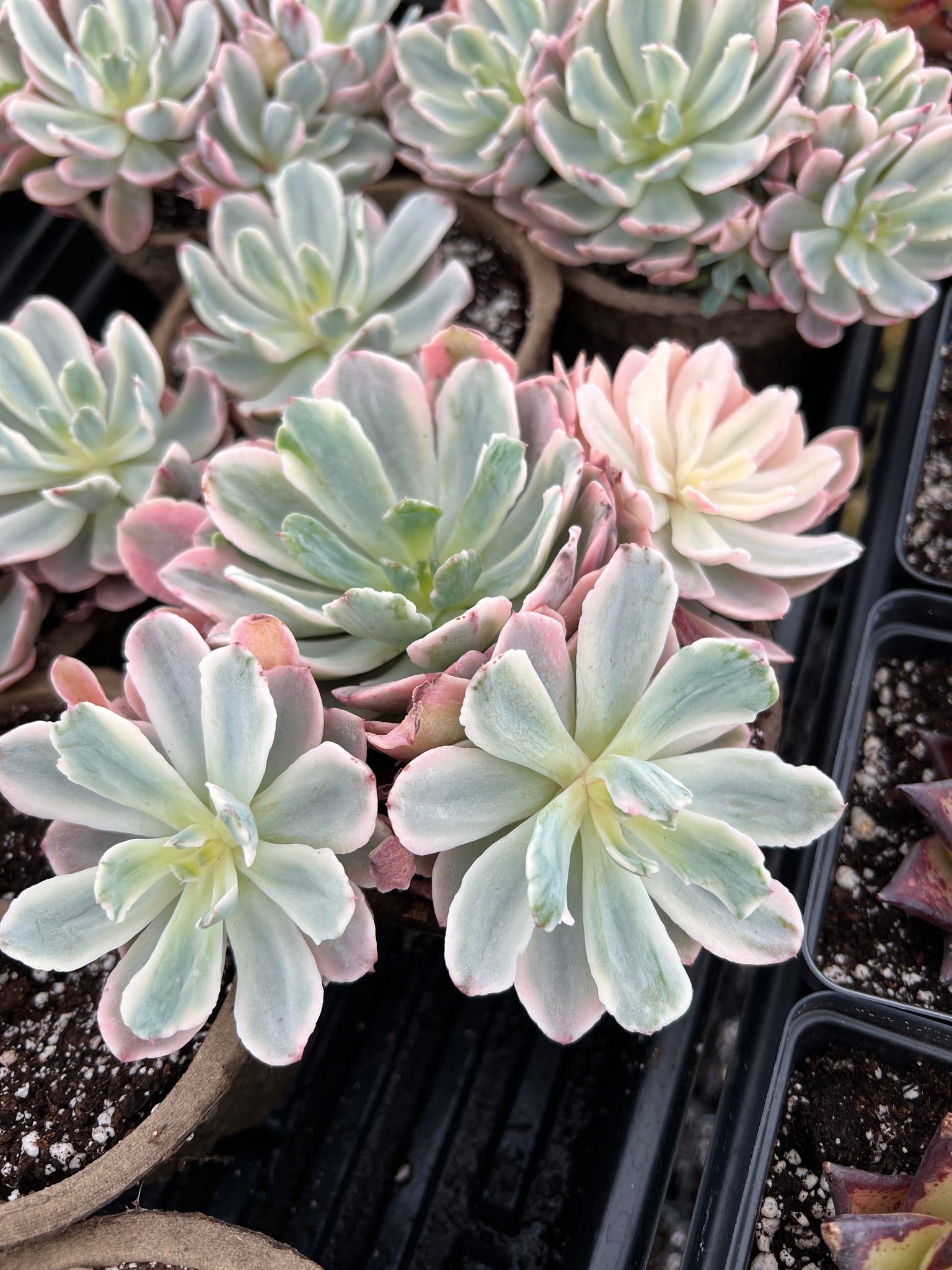 hy vee succulent plants Echeveria Variegated Hoveyi var zahni