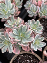 Load image into Gallery viewer, Echeveria Variegated Hoveyi var zahni - April Farm/Rare Succulents