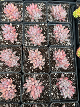 Load image into Gallery viewer, xPachyveria &#39;Angel&#39;s Finger&#39; - April Farm/Rare Succulents