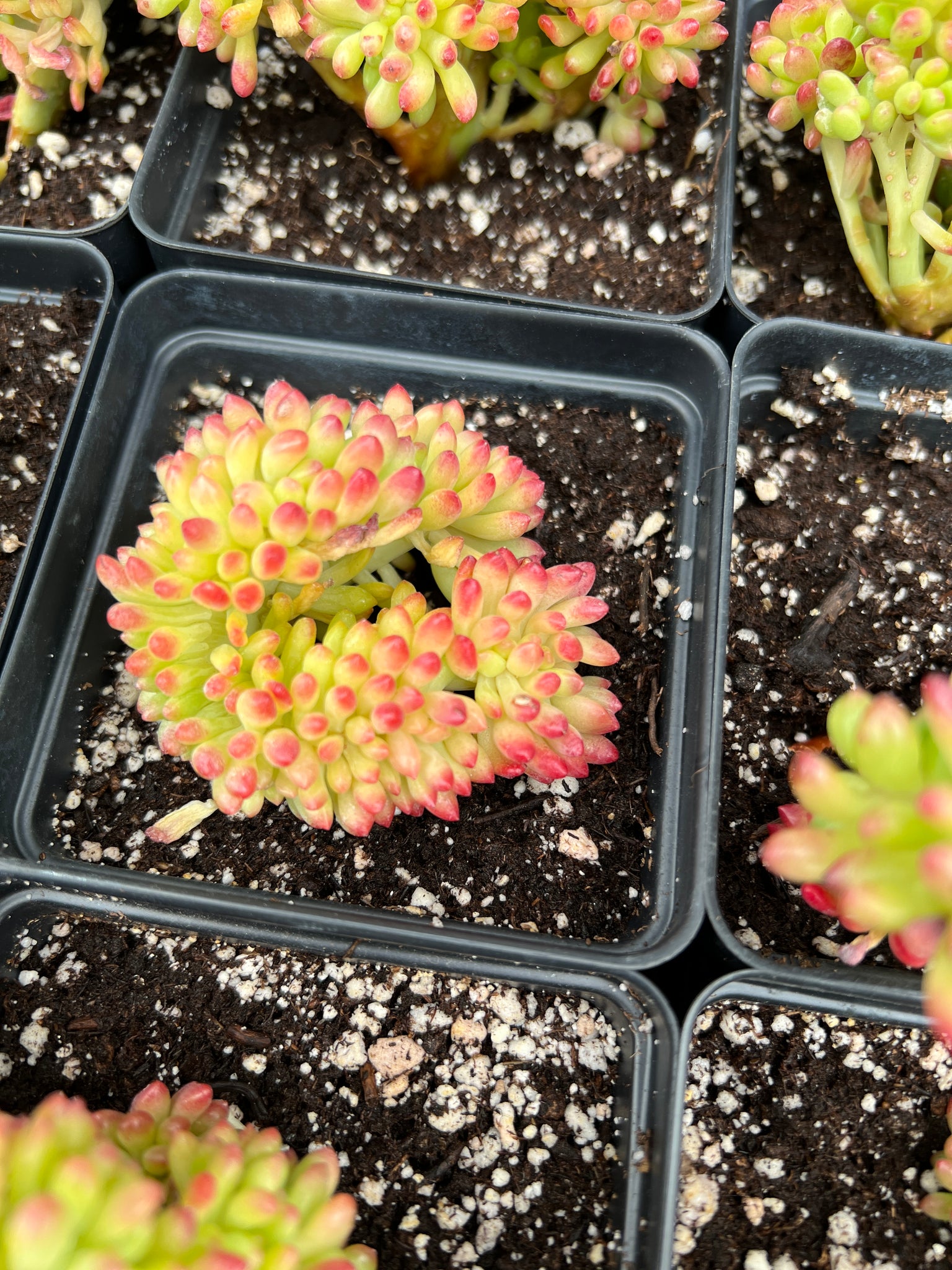 succulent that smells like lemon Sedum Lemon Finger Cristata