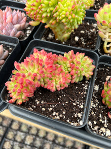 Sedum Lemon Finger Cristata - April Farm/Rare Succulents