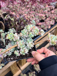 Sedum Clavatum cluster - April Farm/Rare Succulents