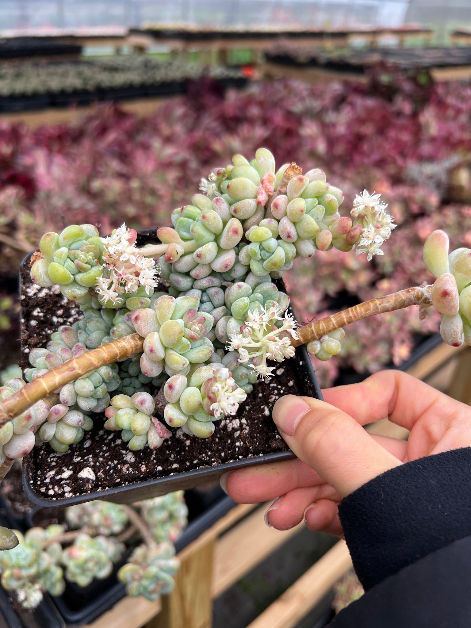 difference between sedum and succulent Sedum Clavatum cluster