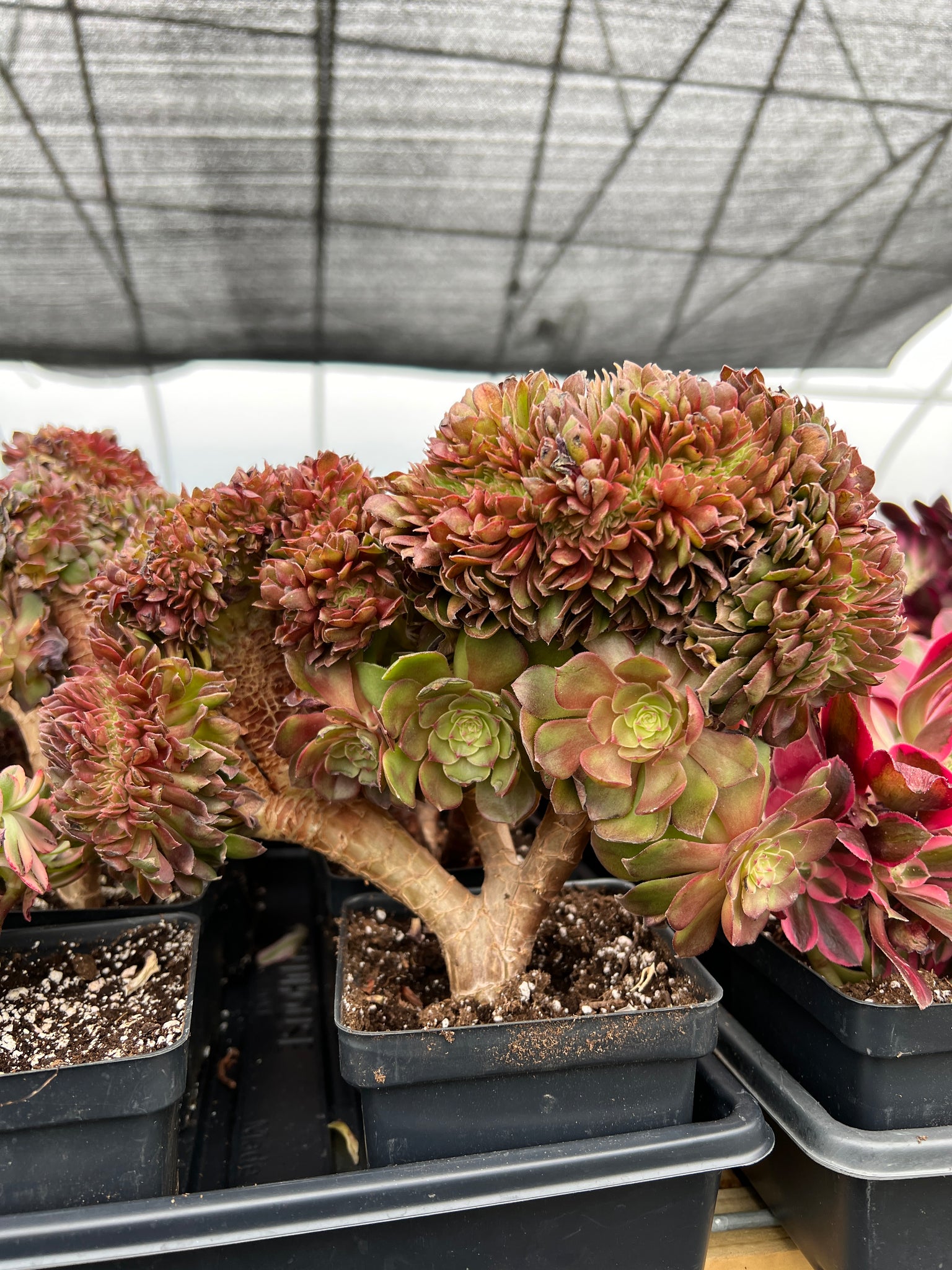 echeveria crested succulent Aeonium crested sp