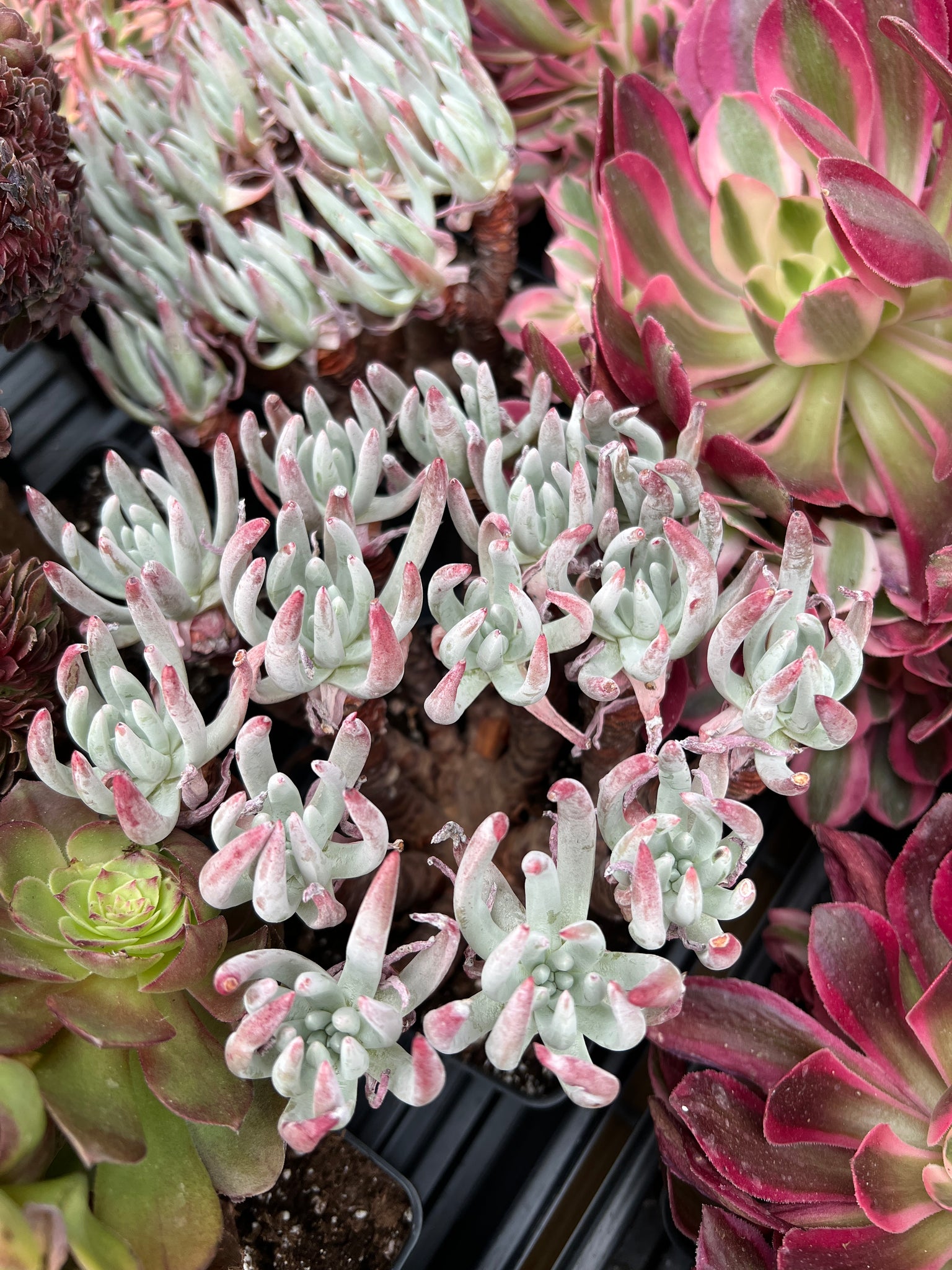 dudleya succulent rare Dudleya edulis Cluster