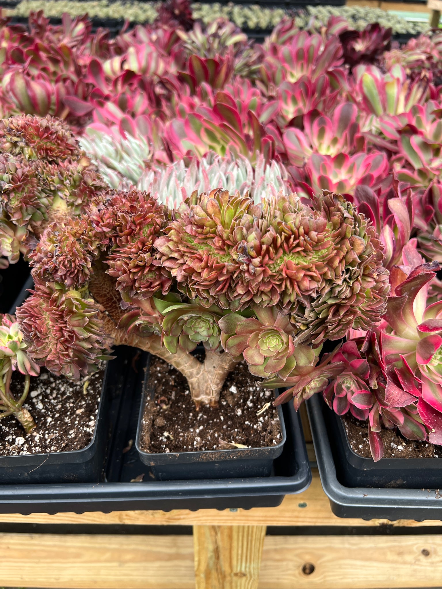 crested succulent Aeonium crested sp