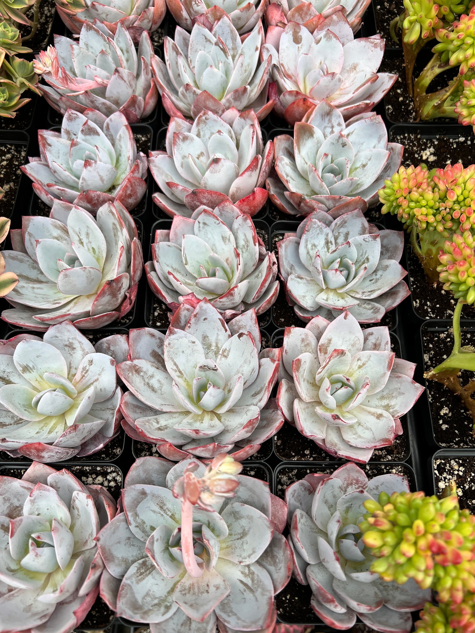 april farm succulents Echeveria White Lotus