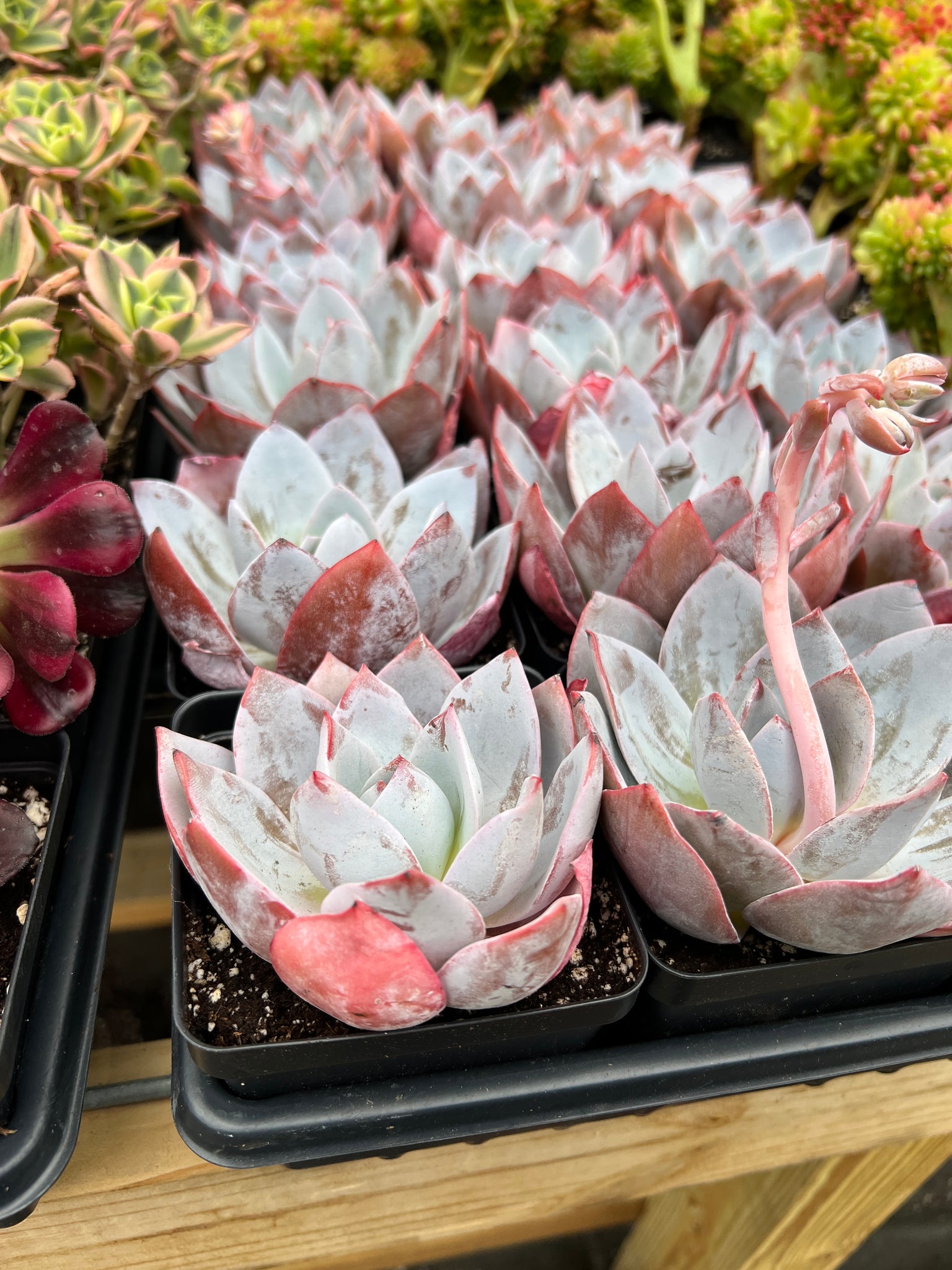 buy exotic succulents Echeveria White Lotus