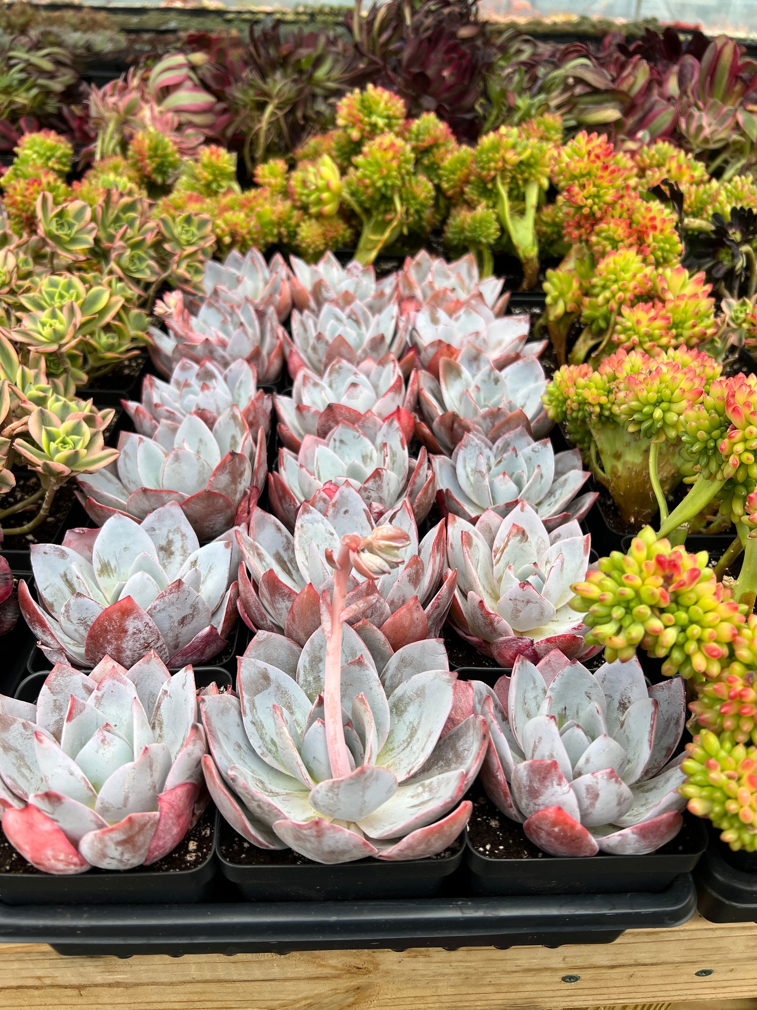 pink lotus succulent Echeveria White Lotus