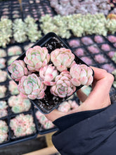 Load image into Gallery viewer, Echeveria Strawberry ice cluster - April Farm/Rare Succulents