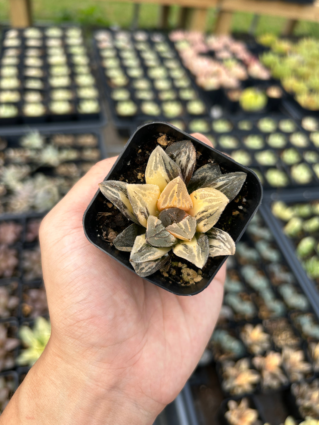 Haworthia Orange Variegated Retusa - April Farm/Rare Succulents