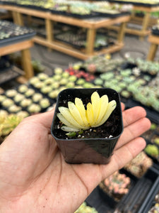 barbecue succulent plant Haworthia Truncata variegated