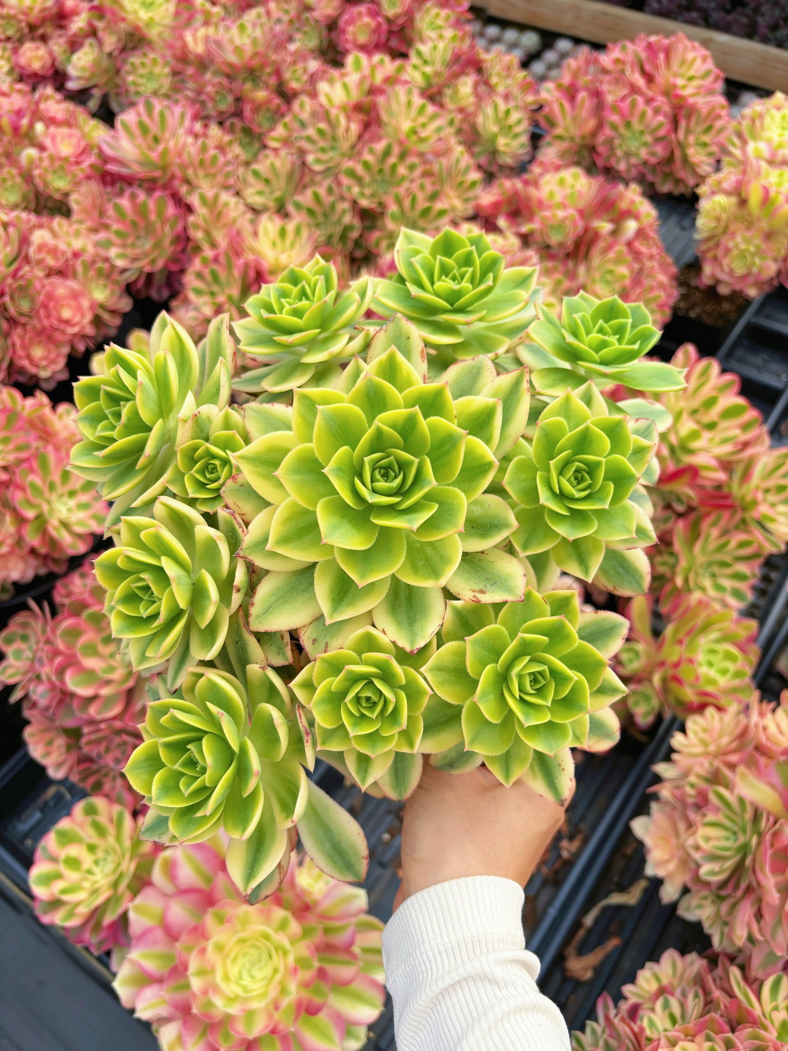 aeoniums succulents Aeonium Floresense