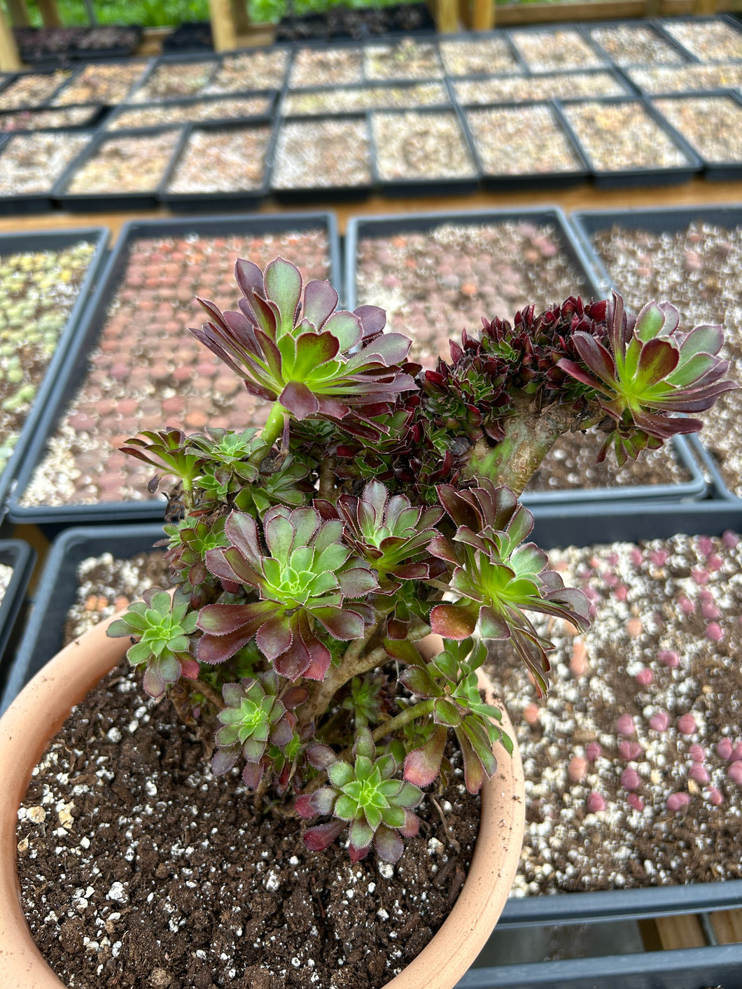 buy black succulents Aeonium crested black Aeonium