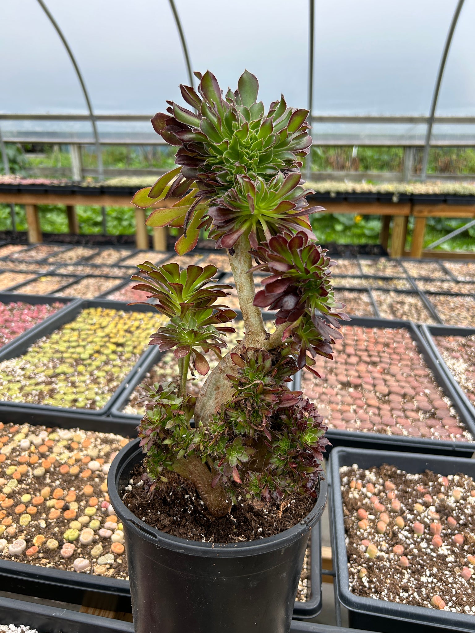 aeonium succulents for sale Aeonium crested black Aeonium