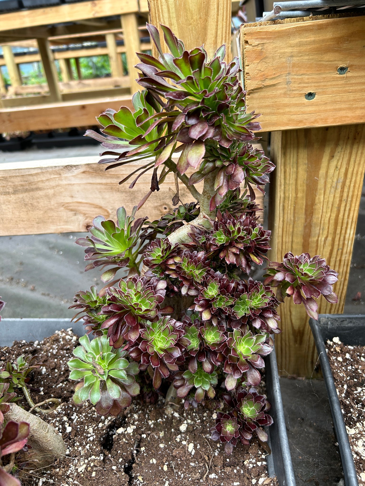 black owned succulents Aeonium crested black Aeonium
