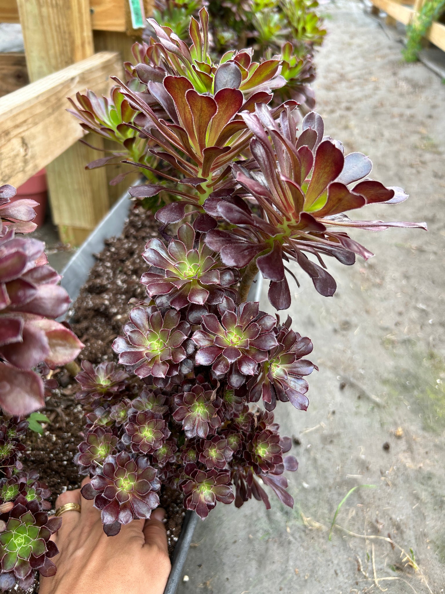 buy black succulents Aeonium crested black Aeonium