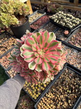 Load image into Gallery viewer, Valentine&#39;s Day gift - Aeonium Pink Witch Bouquet
