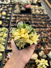 Load image into Gallery viewer, Haworthia Retusa Variegated cluster - April Farm/Rare Succulents
