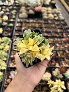 Haworthia Retusa Variegated cluster - April Farm/Rare Succulents