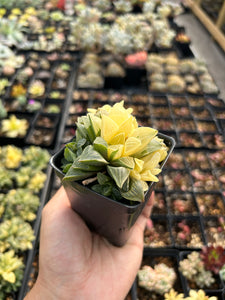 Haworthia Retusa Variegated cluster - April Farm/Rare Succulents