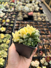 Load image into Gallery viewer, Haworthia Retusa Variegated cluster - April Farm/Rare Succulents