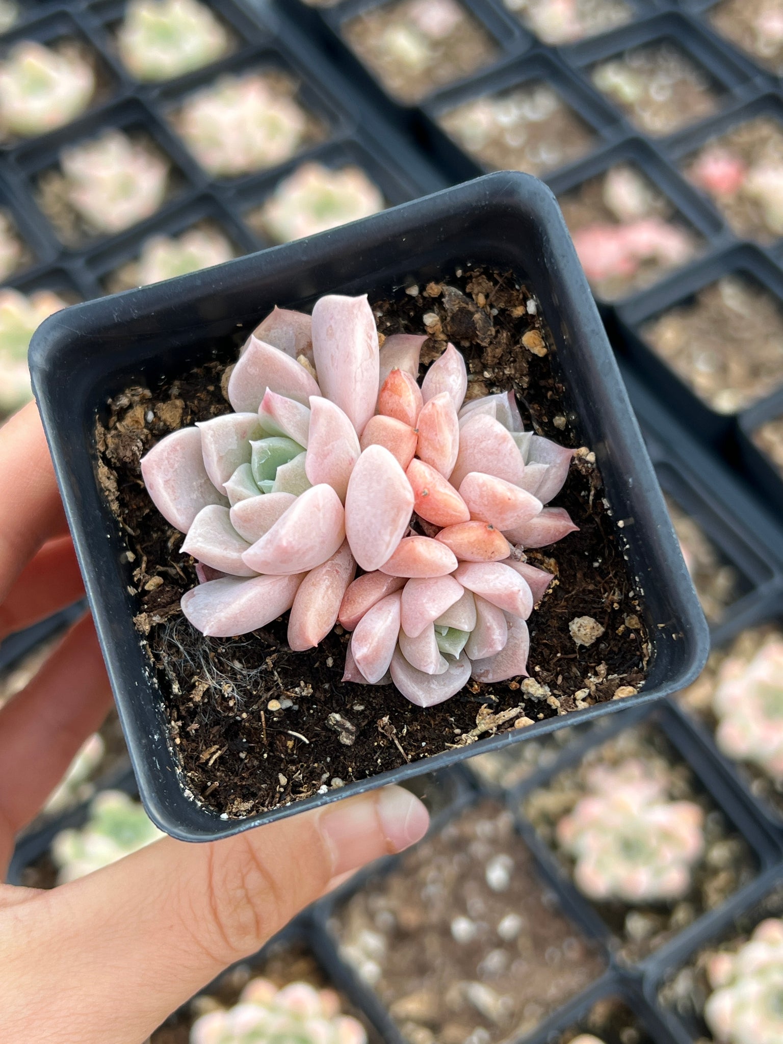 succulent with pink Echeveria ssp. "Pink Spot"
