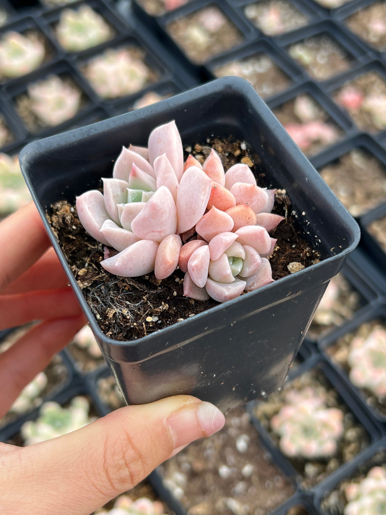 pat's pink succulent Echeveria ssp. "Pink Spot"