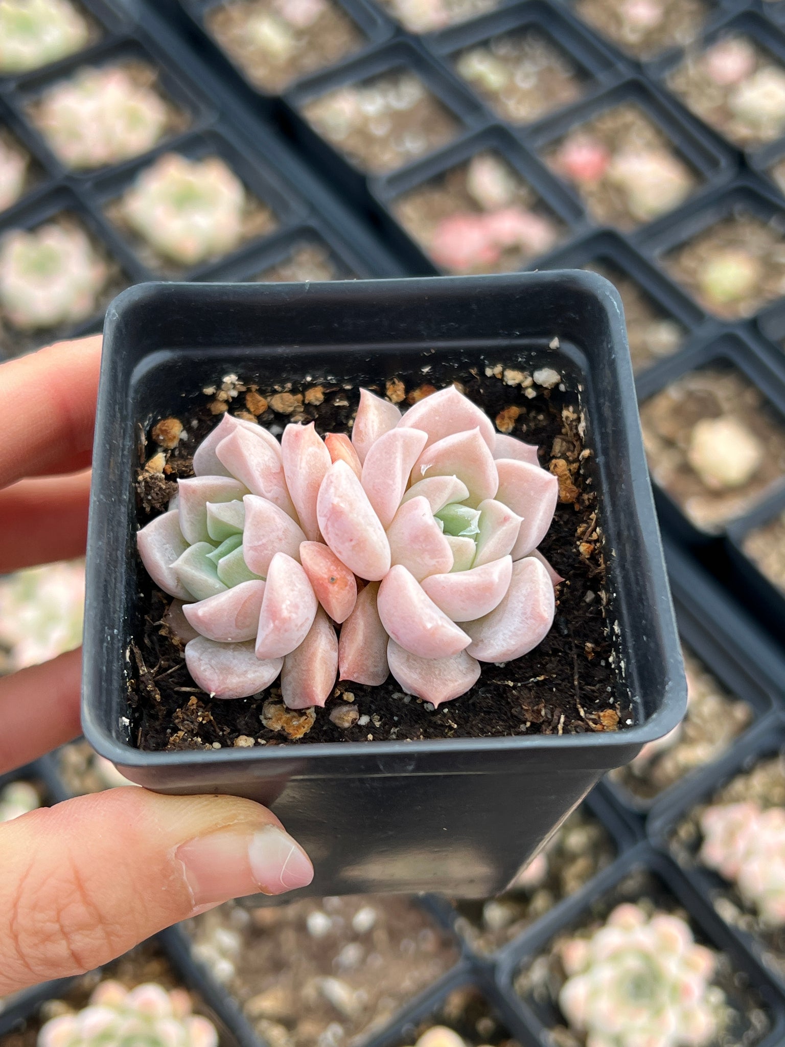 succulent with tiny pink flowers Echeveria ssp. "Pink Spot"